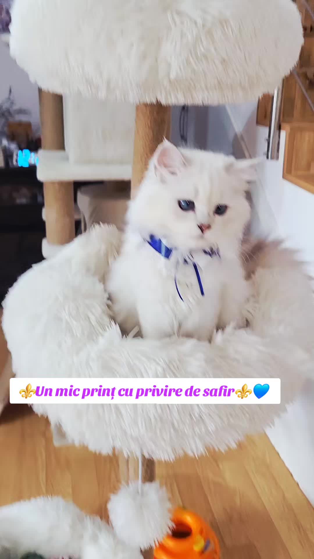@Dorina