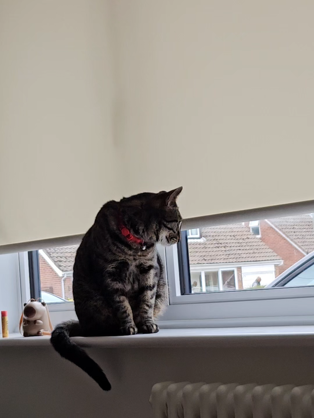 @CatmanScoop