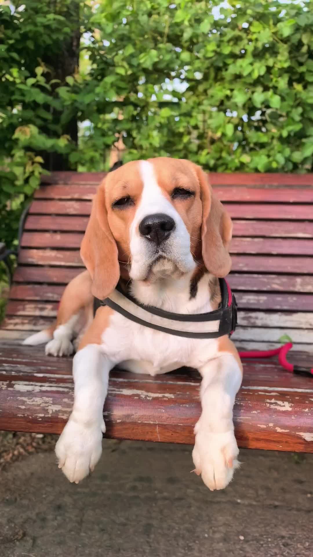 @Bogdănel 😎 & 🐶 Masha