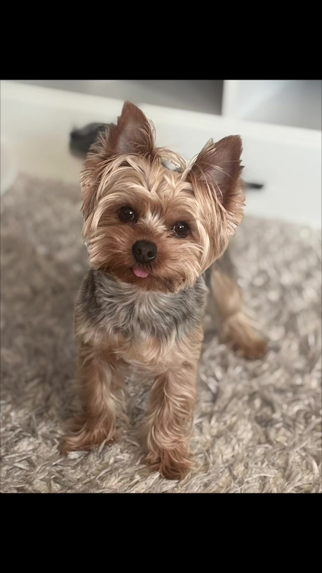 @Yoshi 🐾💙
