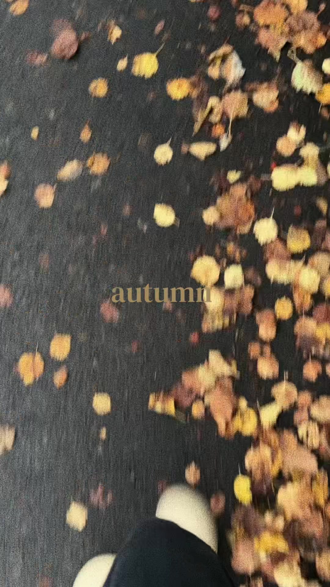 @svlience77
