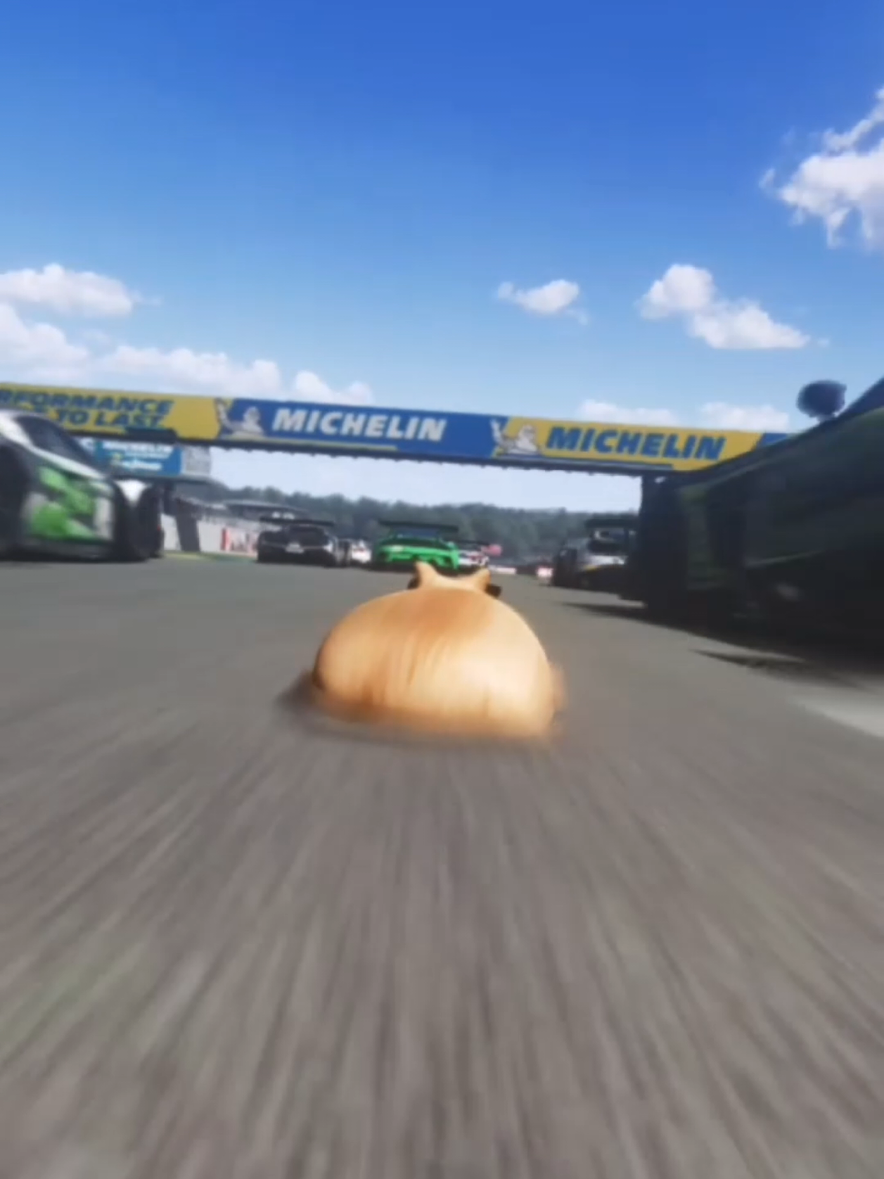 @Pablo the Race Cat