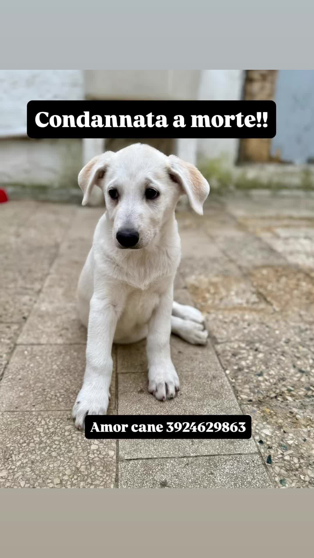 @Amor cane