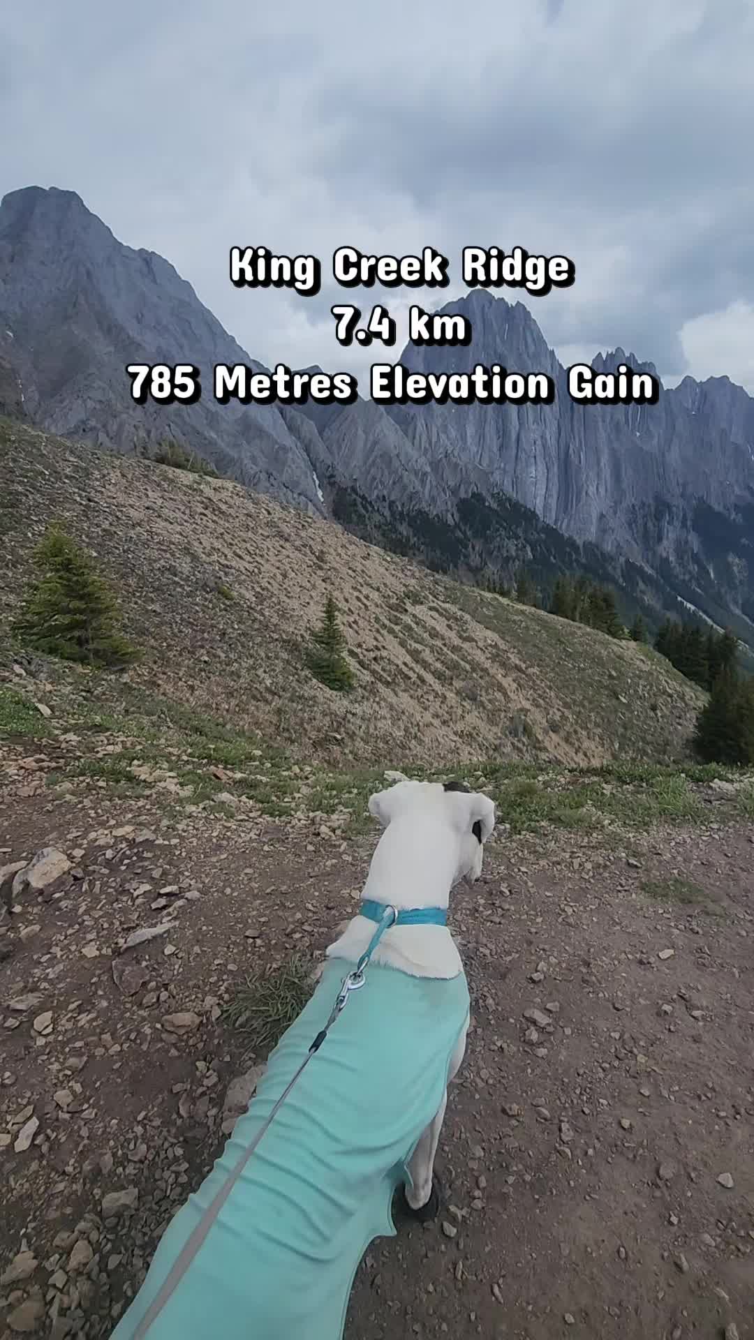 @Banff Trail Running & Wildlife