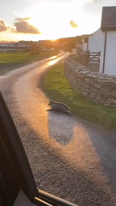 @Galway Gaillimh