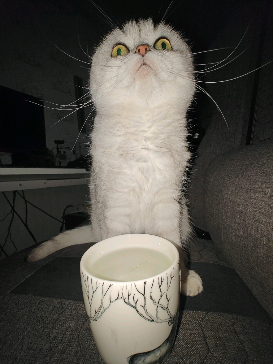 @ɪɴɢʏ 🇫🇮 &bull; ฅᨐฅ