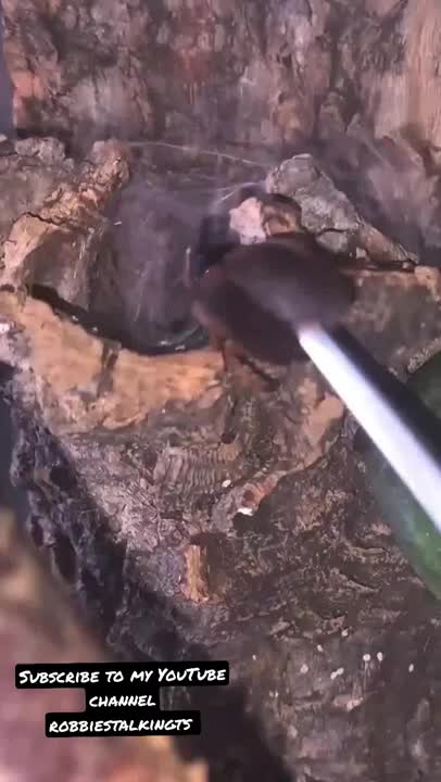 @robs BIG SPIDERS!!!