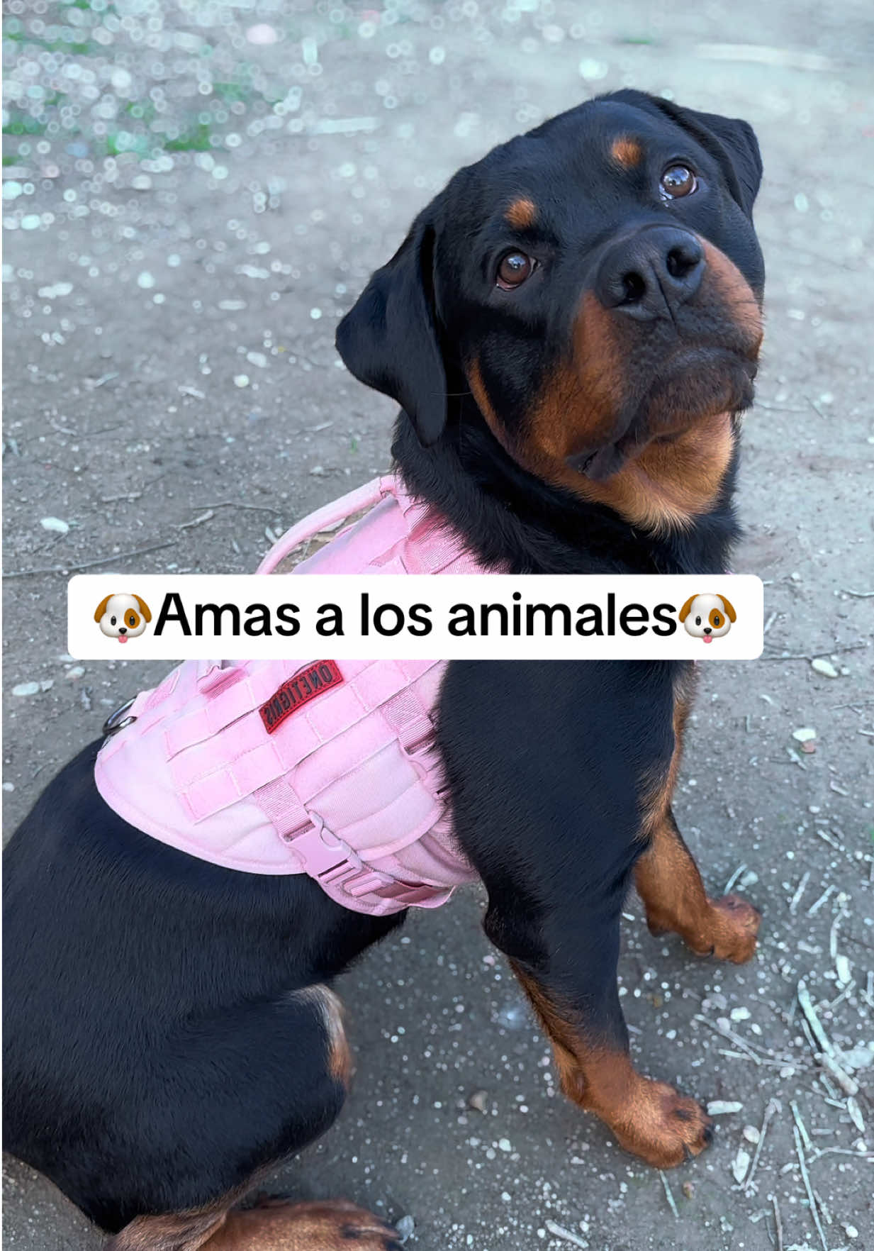 @José Ramos & Anubis Rottweiler