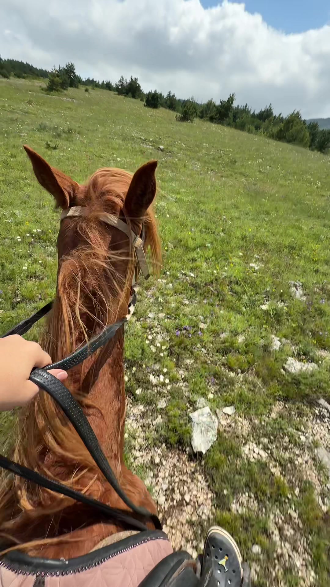 @horselek