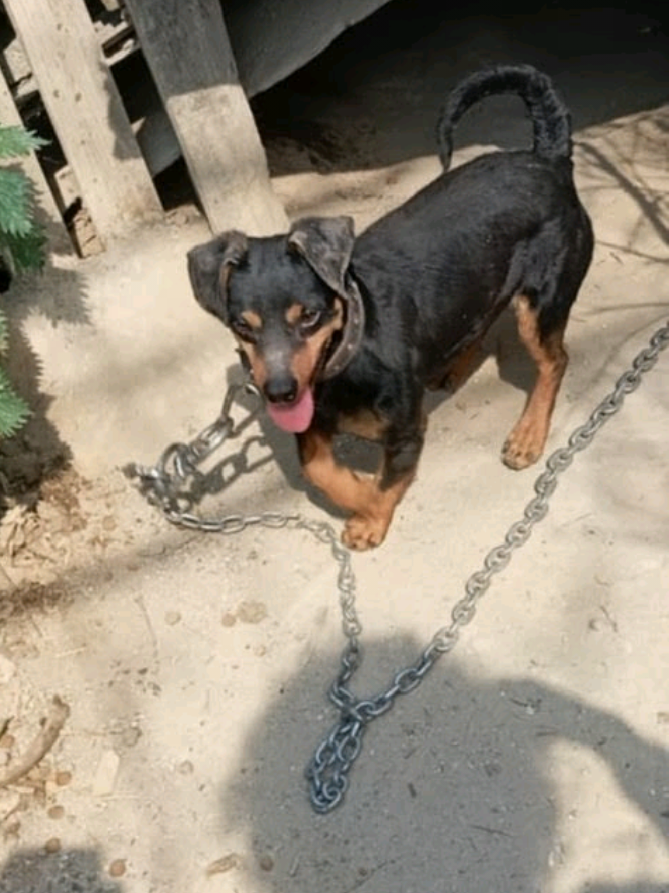 @Greek Animal Rescue