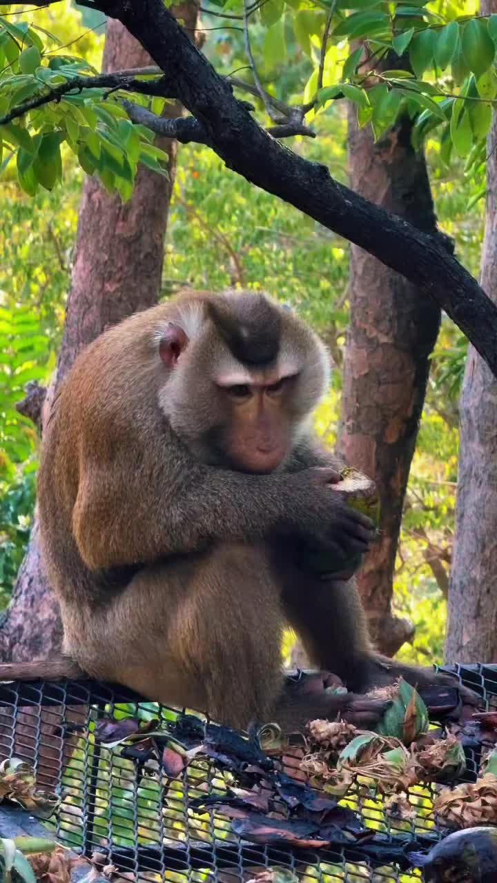 @Monkeyking❤