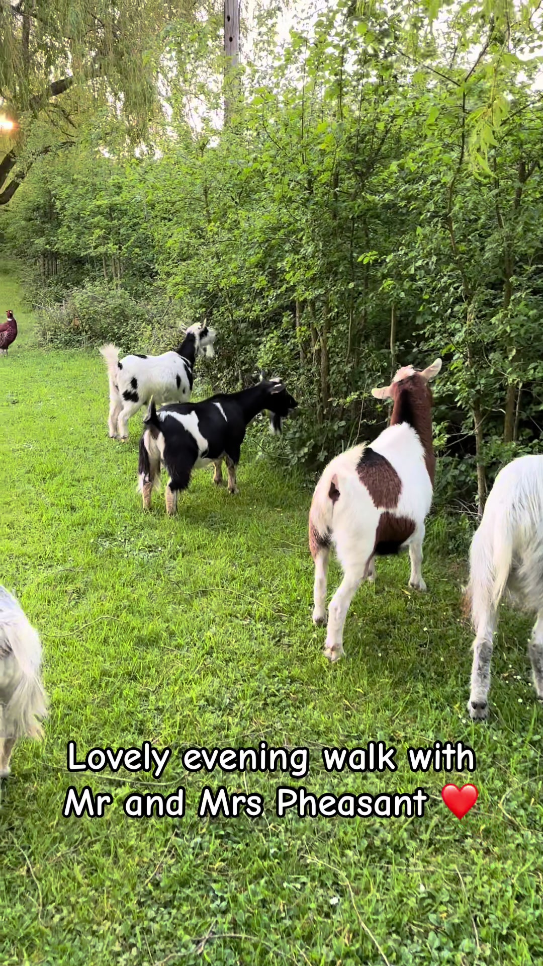 @GiddyAboutGoats