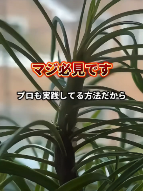 @KyotoTravelJP