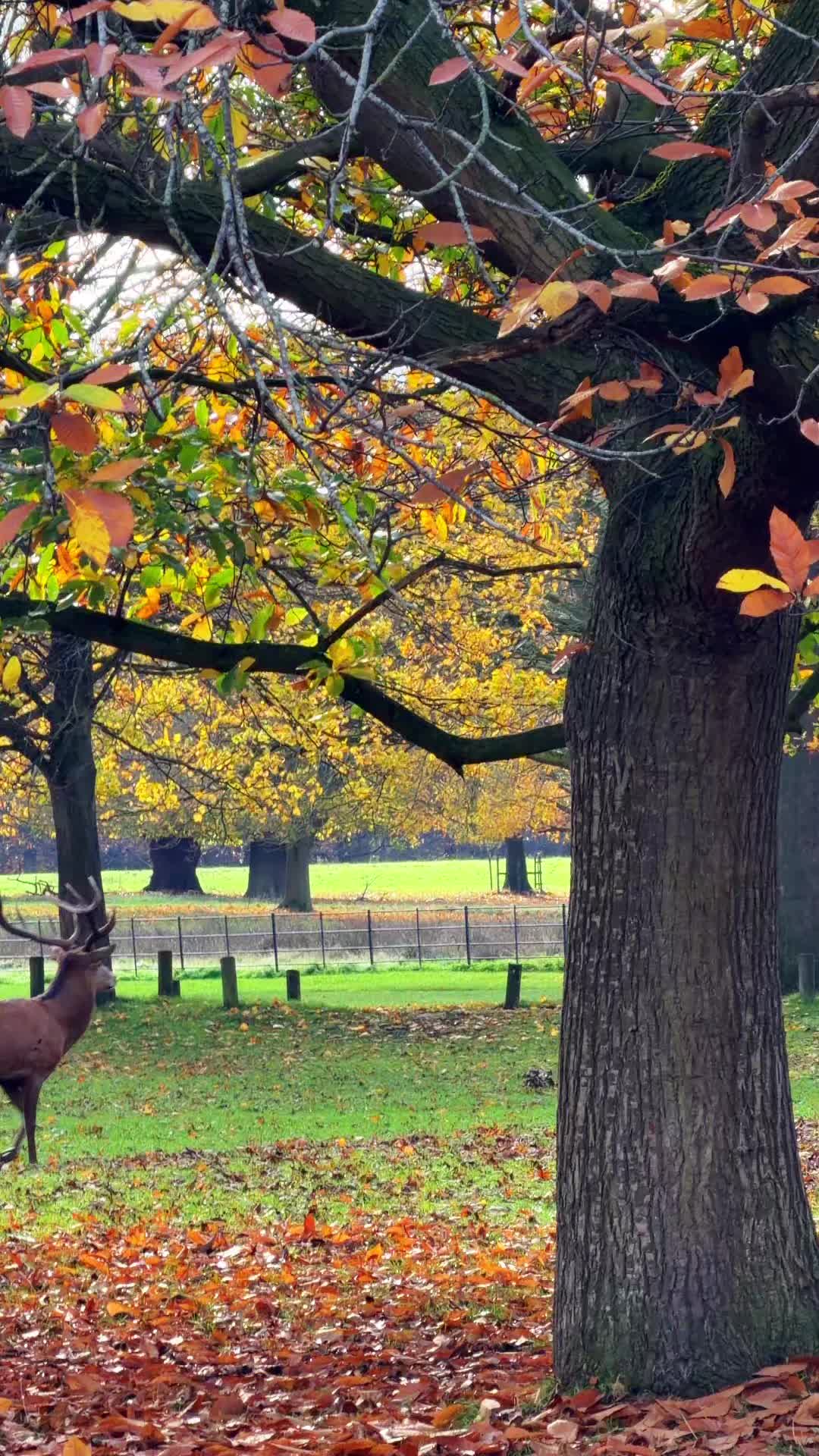 @Whispers of Nature