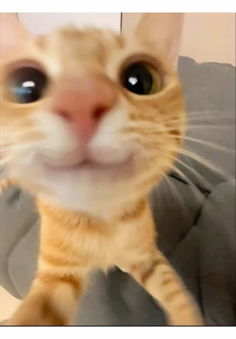 @๐พ๐๐๐๐ ๐ฆ