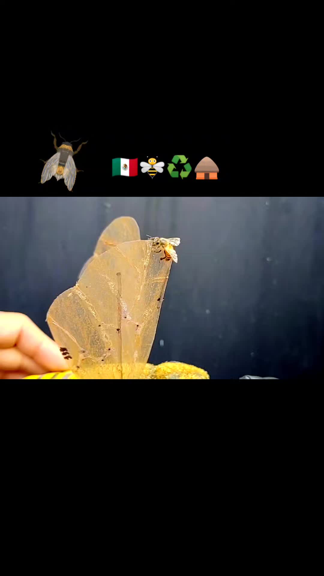 @elnomada369
