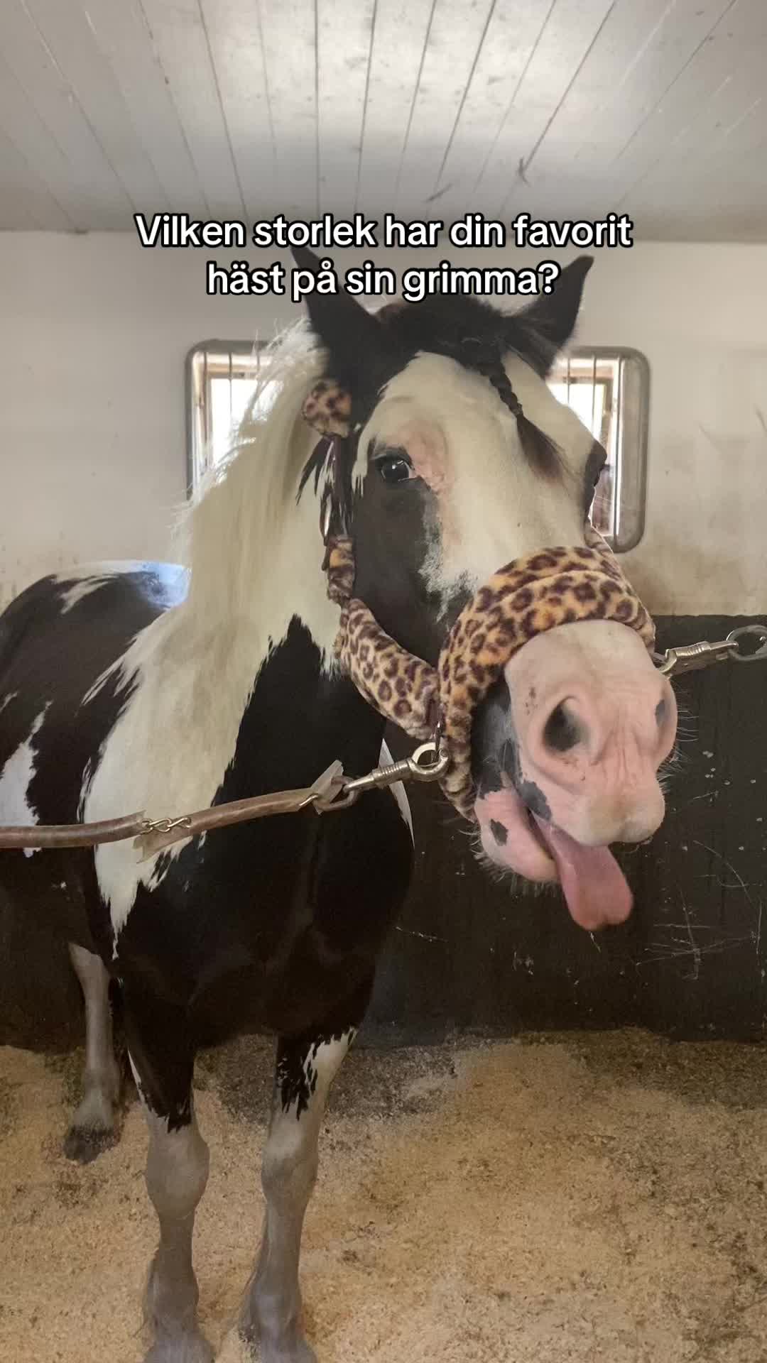 @kerstin🐴