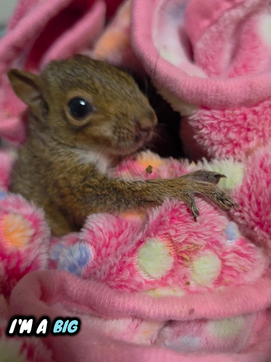 @Little Bit Wildlife Rescue