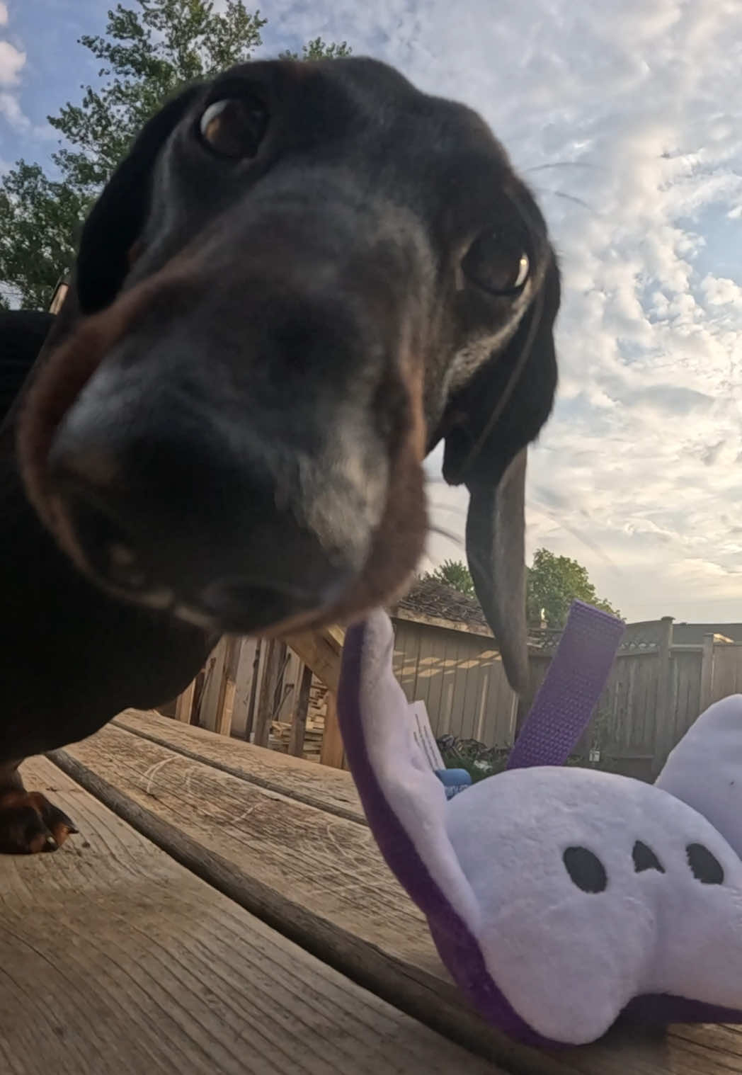 @olive the mini dachshund