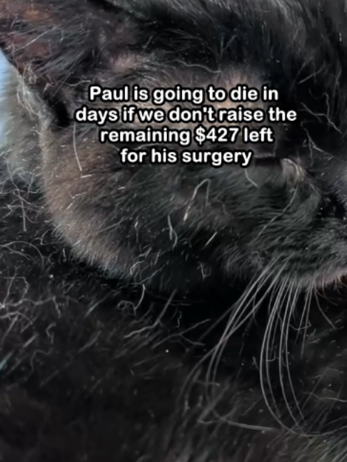 @Saving Paul the brave Cat!