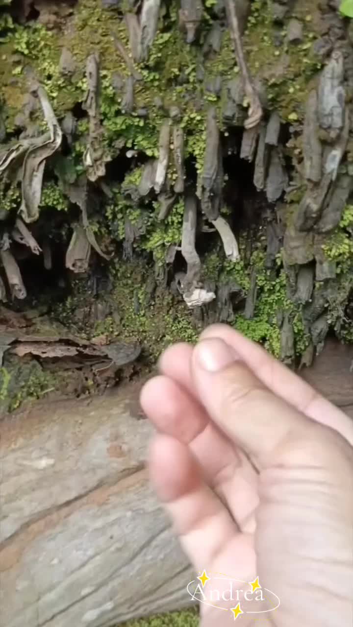 @andreacorsi298
