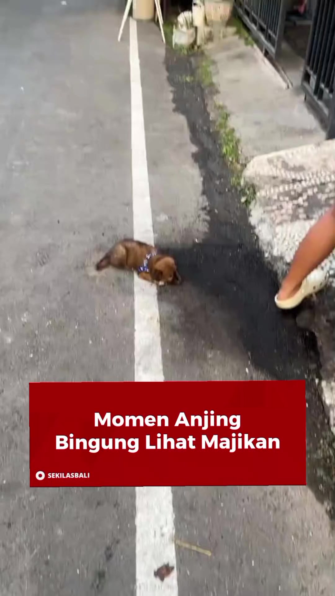 @Sekilas Bali