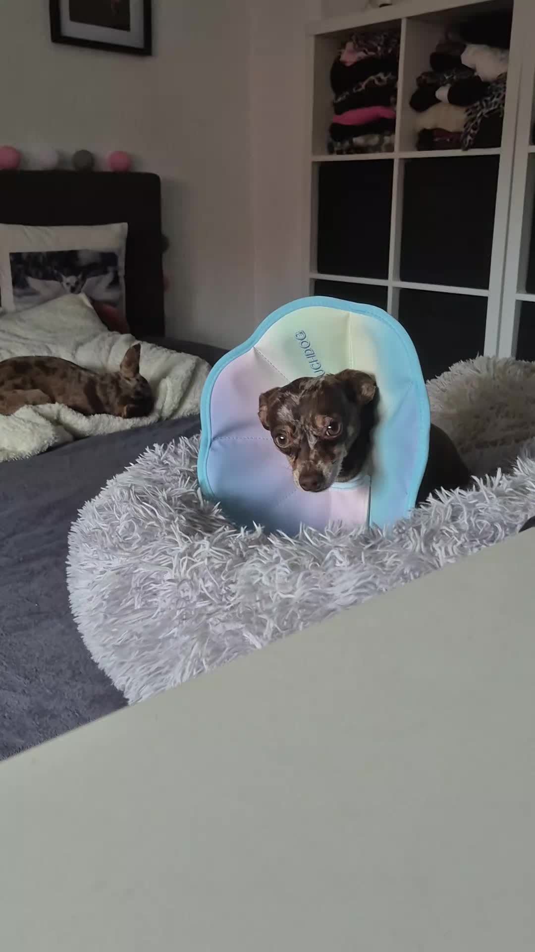 @SabrinaTeamWuffhaus🐕