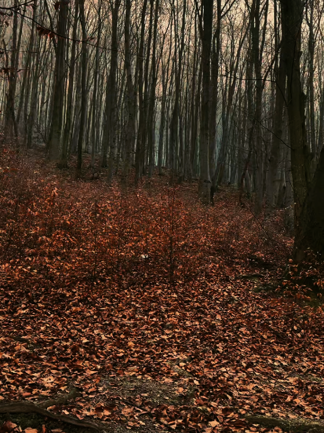 @4KNature