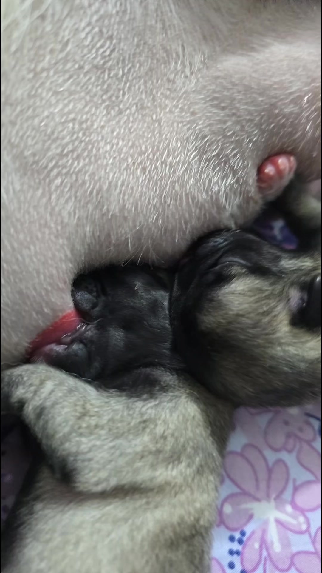 @Lizzylapug🐶🌸
