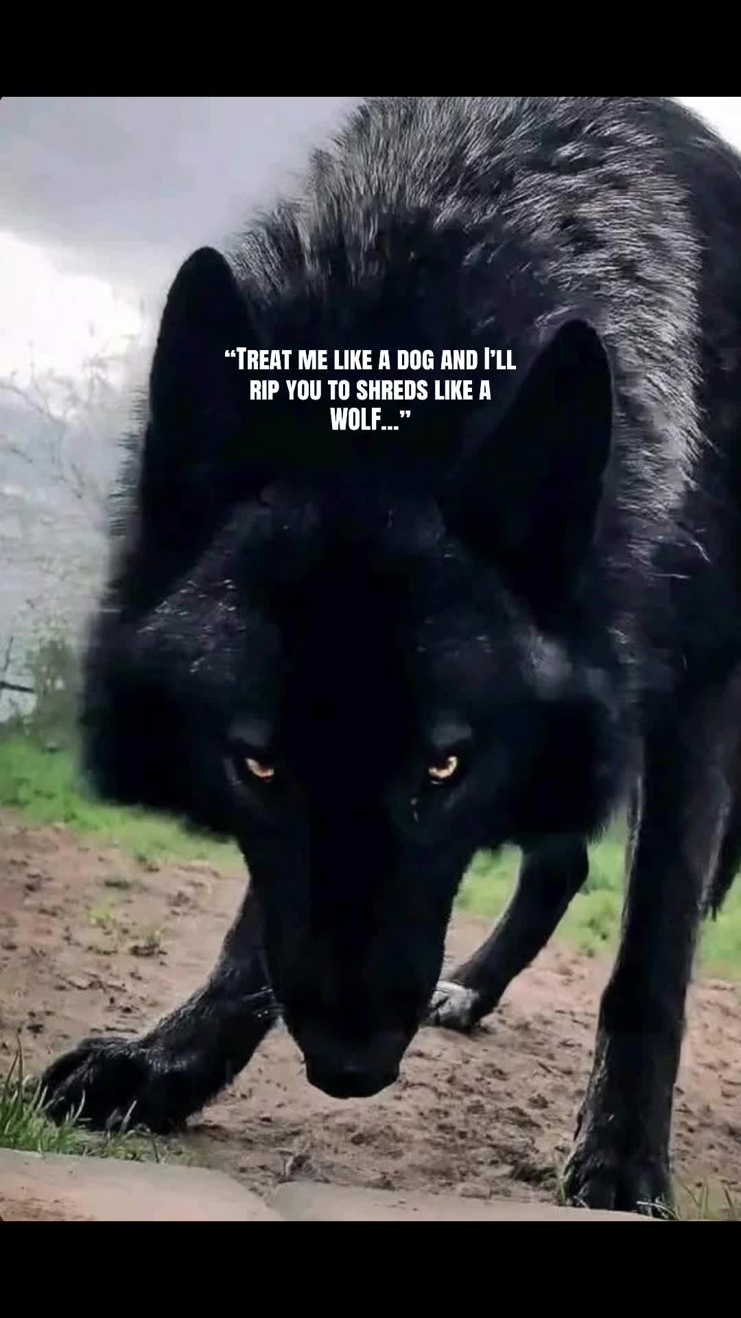 @🪬Conscious_LoneWolf🐺