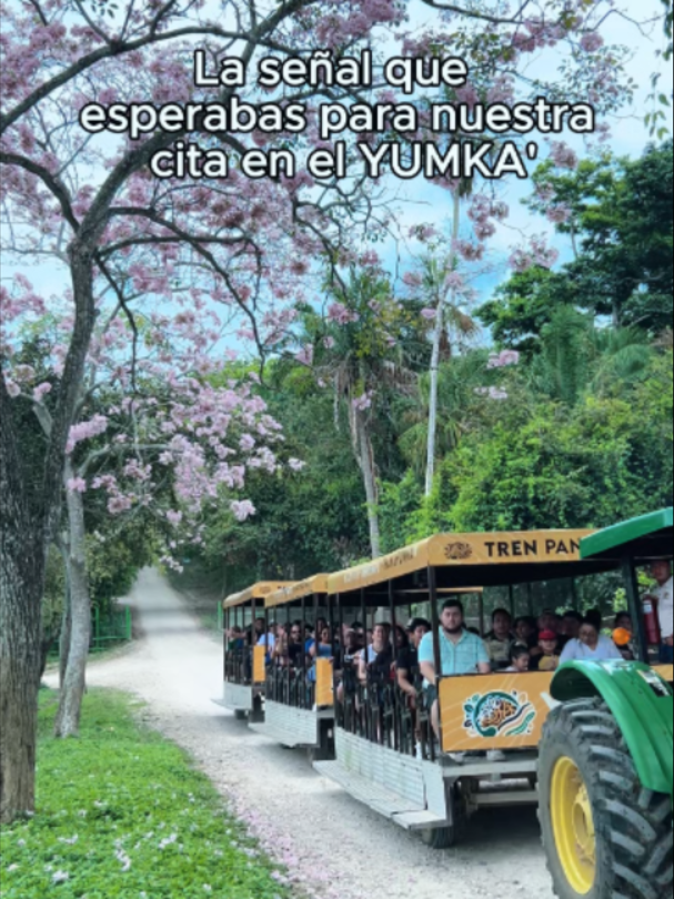 @YUMKA ANP