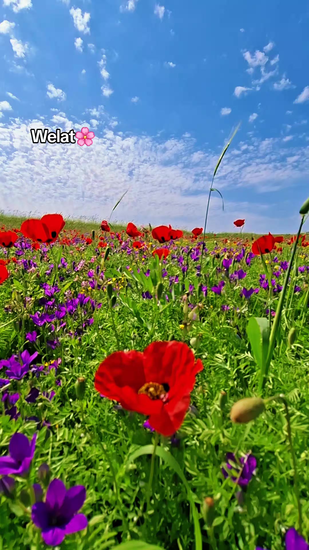 @welat_82