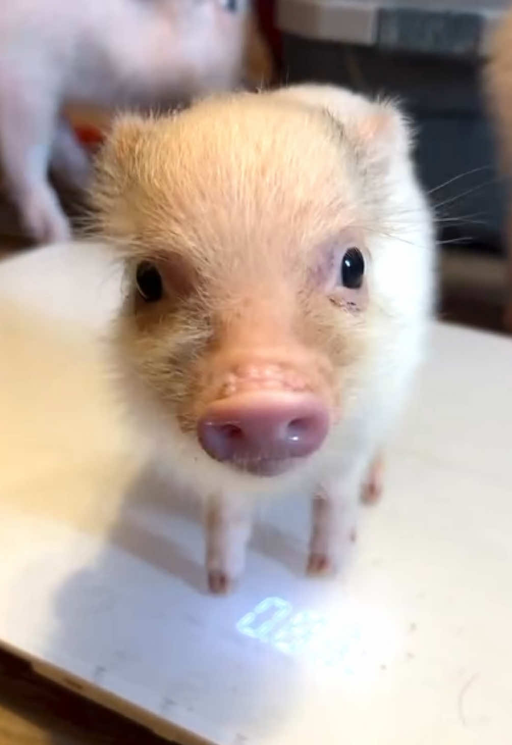 @pignic