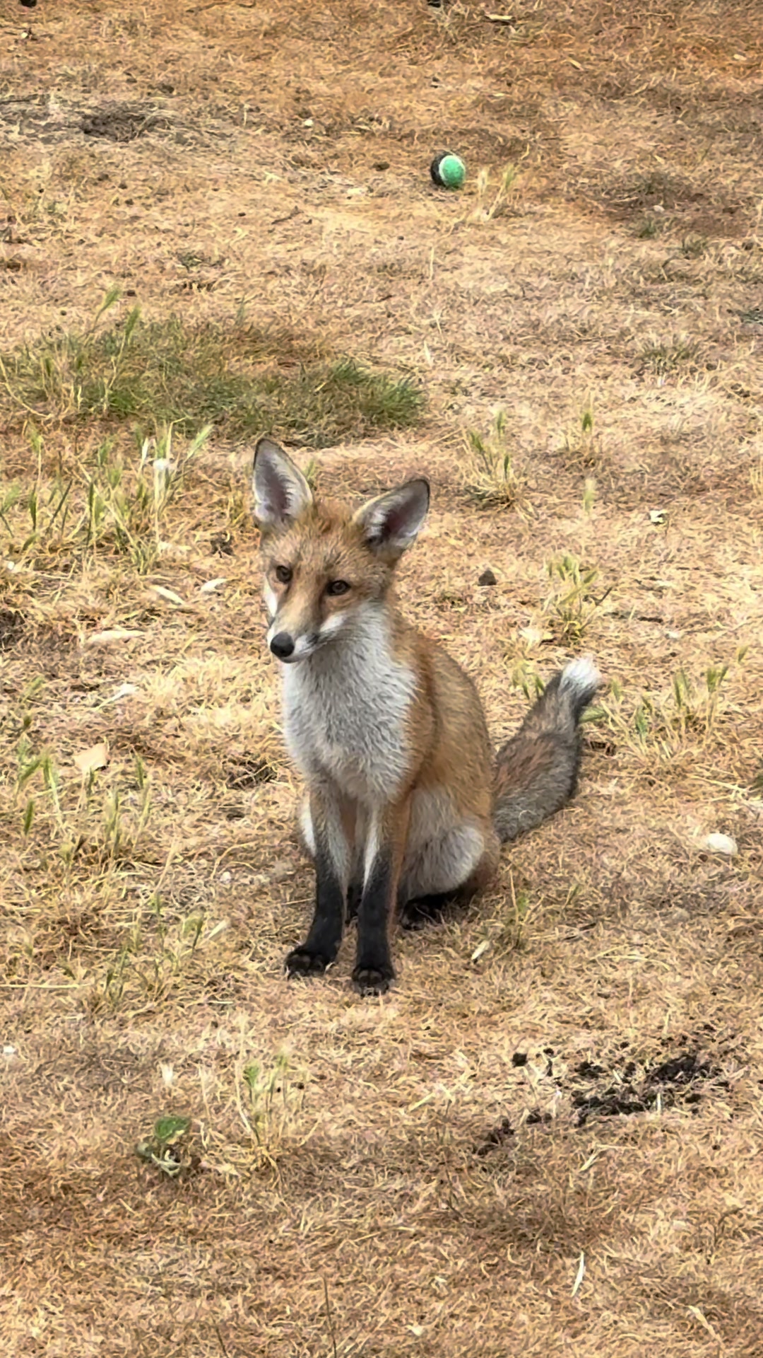 @gp_foxes