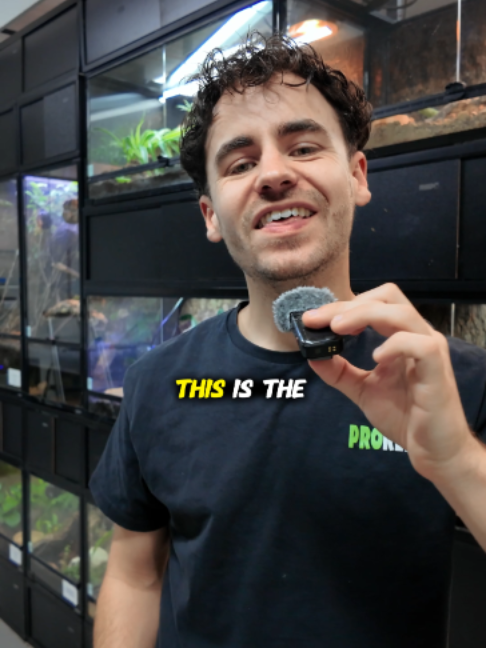 @prorep_reptile