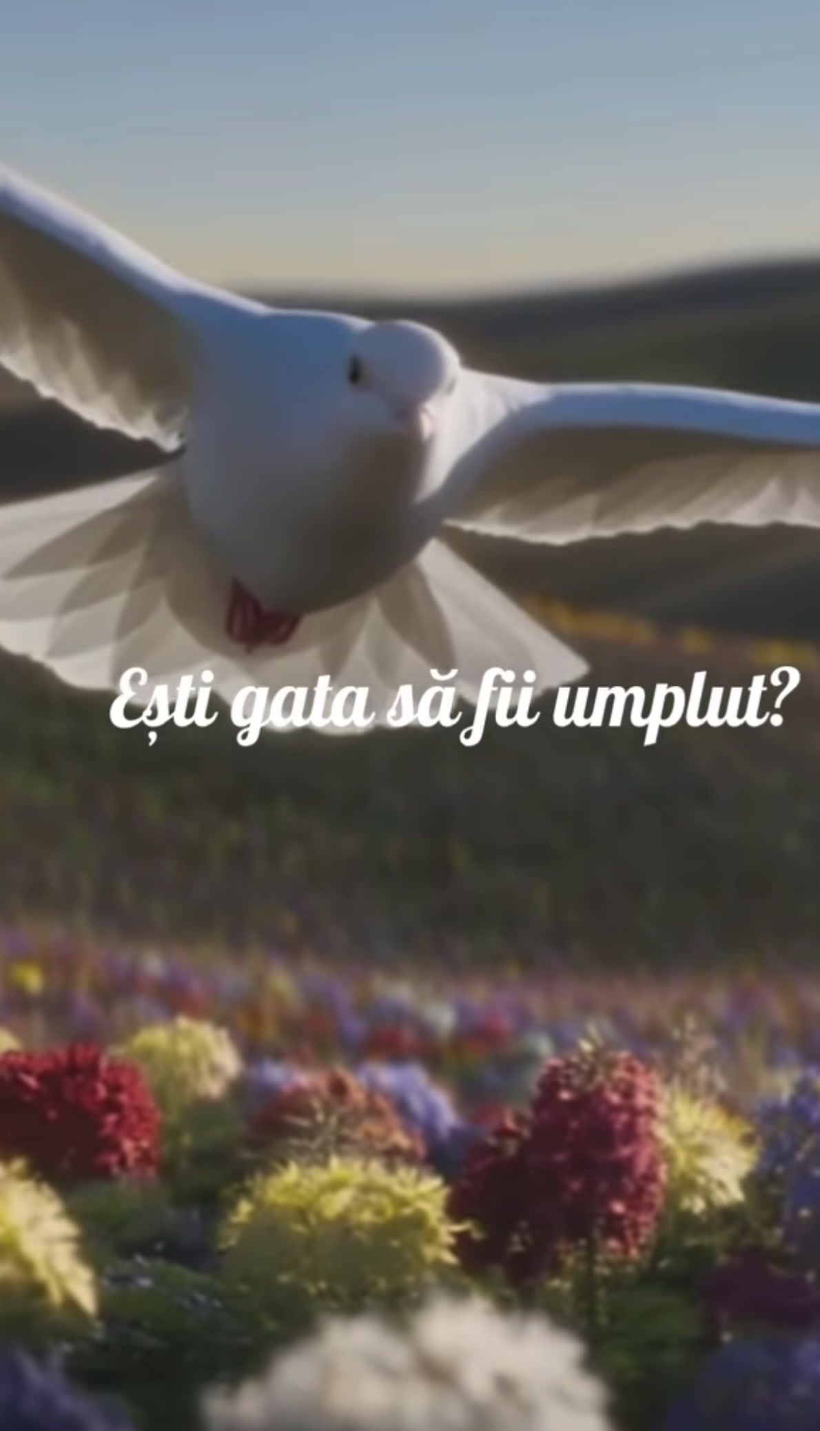 @FLORIN POP