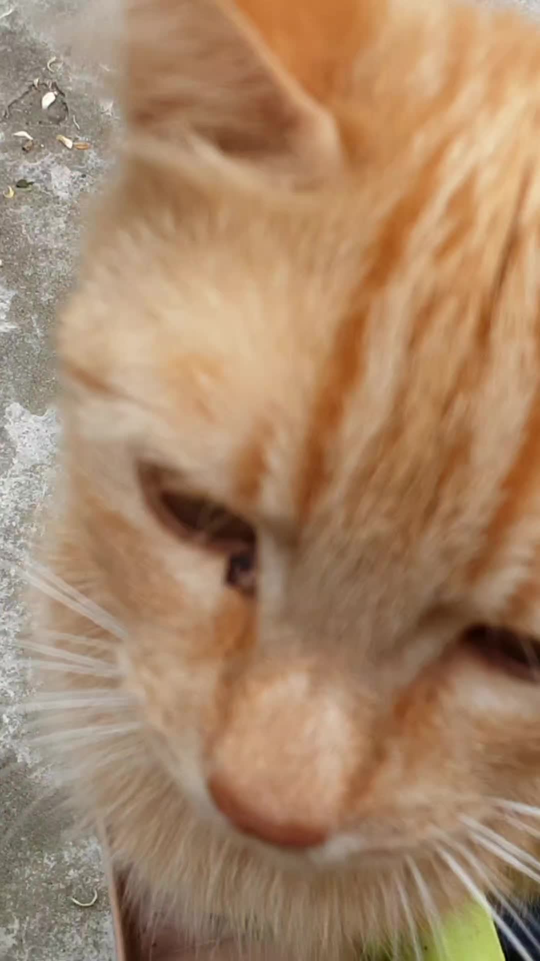 @Magic♥️Pets