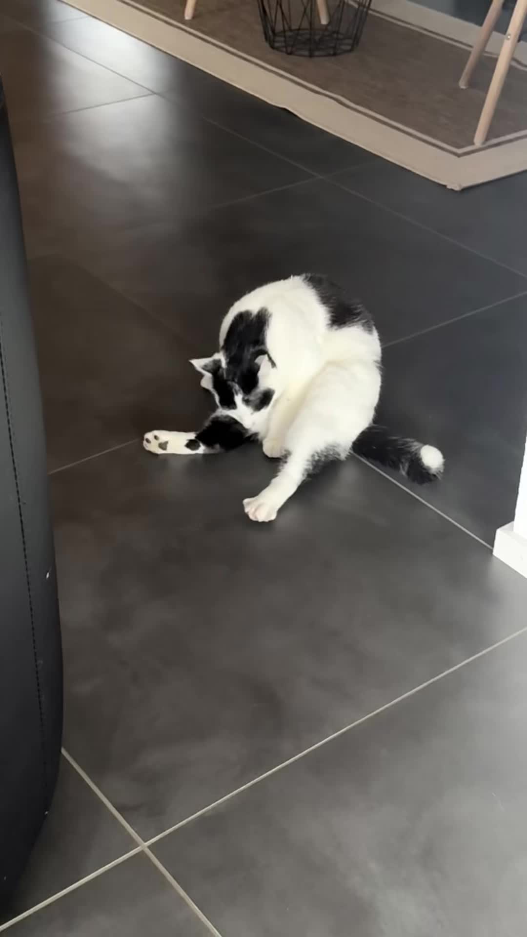 @CAT