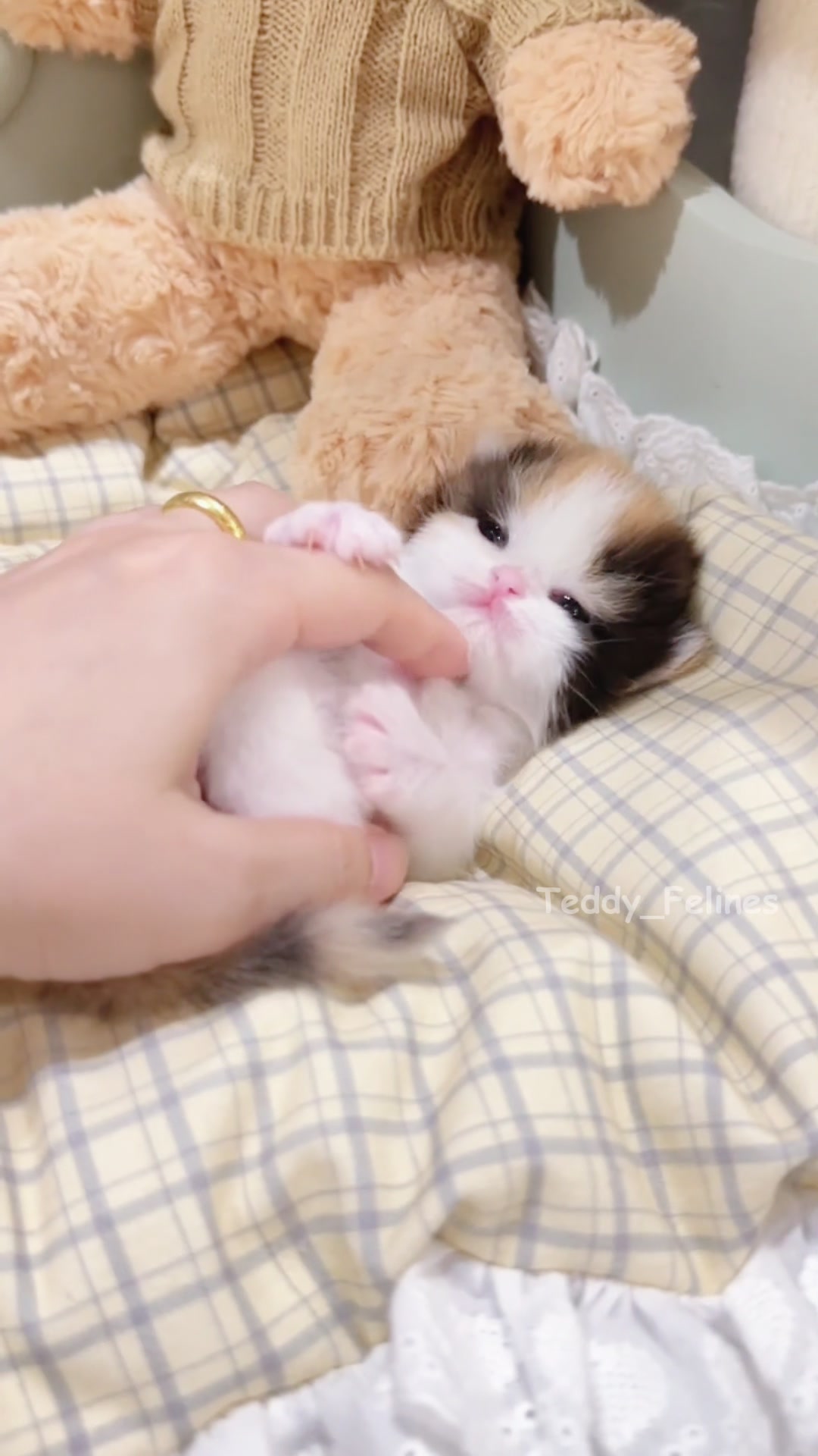 @Teddy_Felines 🧸🐾