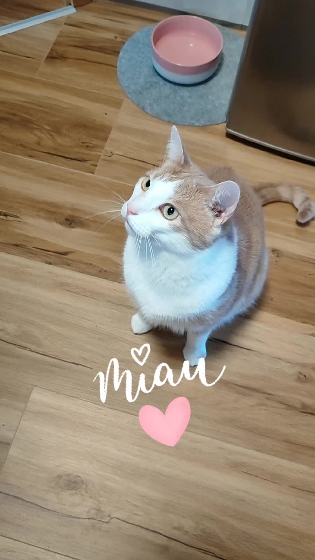 @😻нⷩeͤjdͩiͥneͤ😻