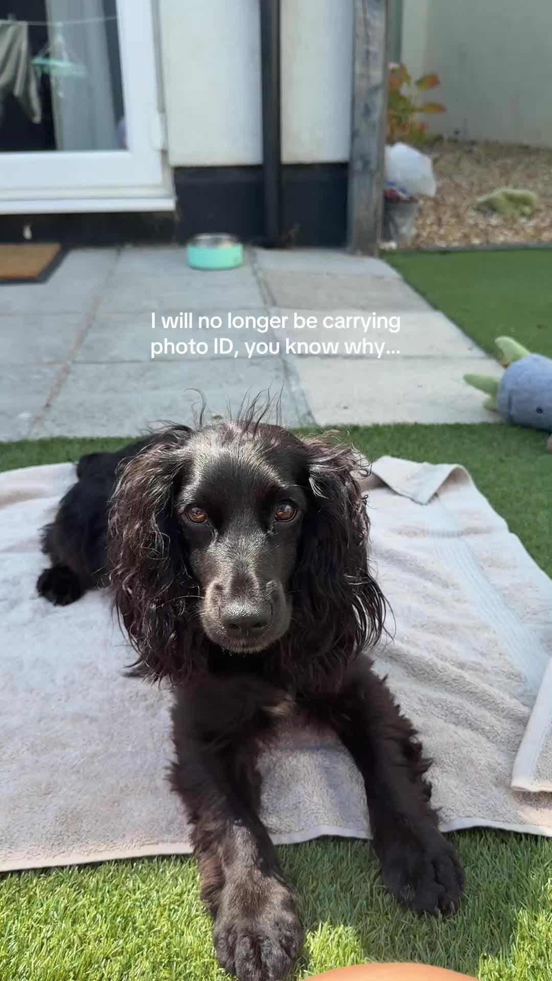 @maggie.moo.cocker