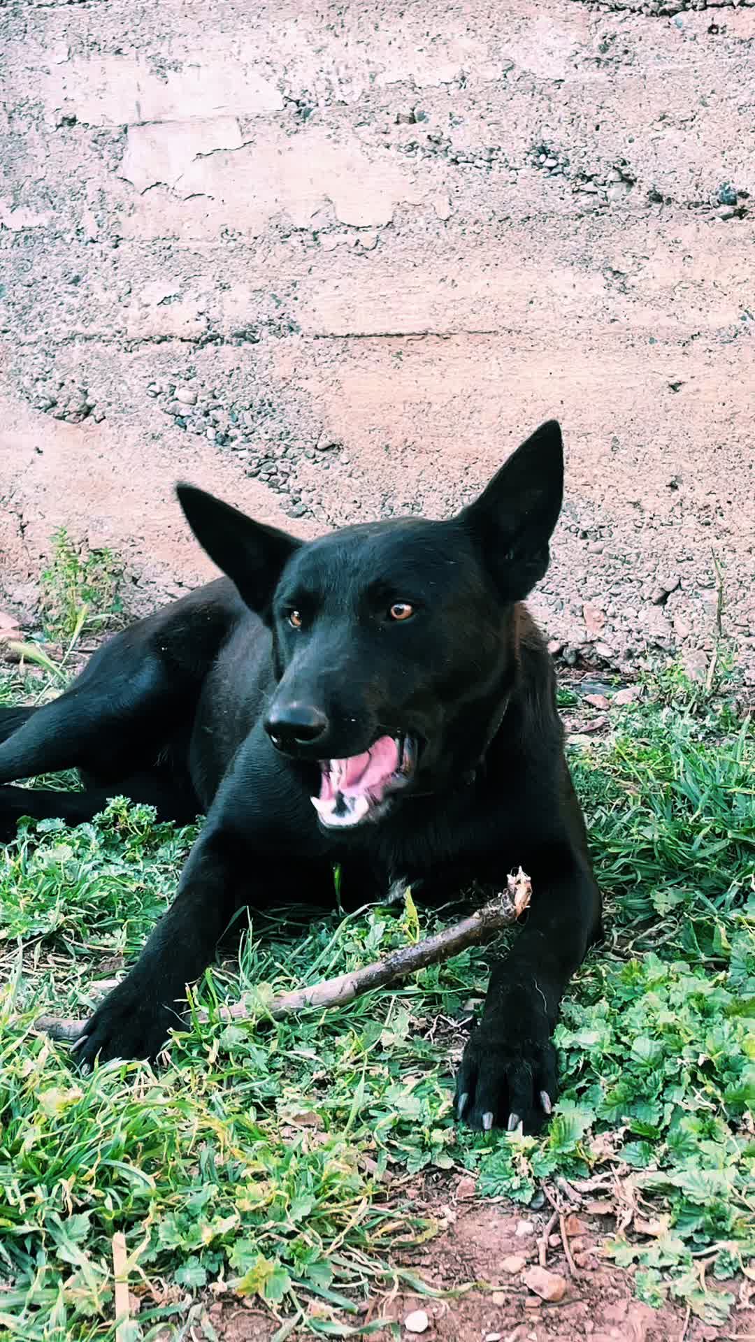 @The_belgian_malinois