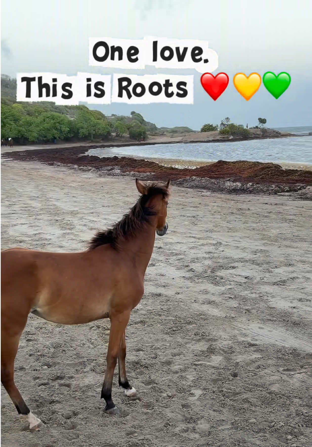 @roots_riding_stables