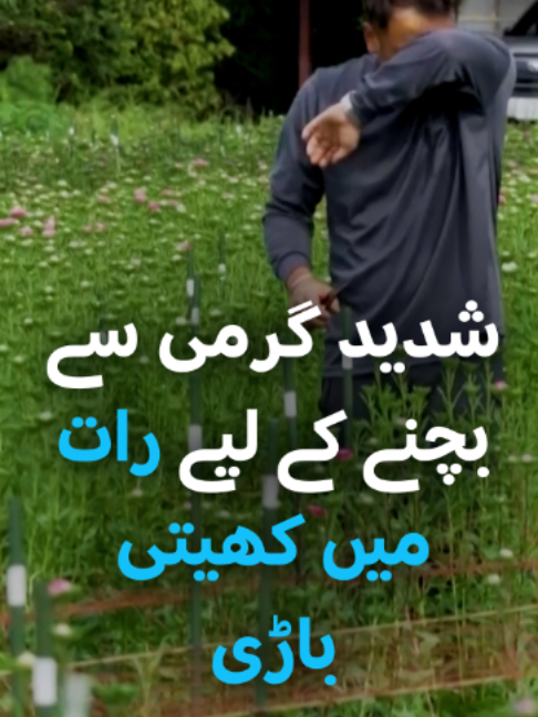 @DW Urdu