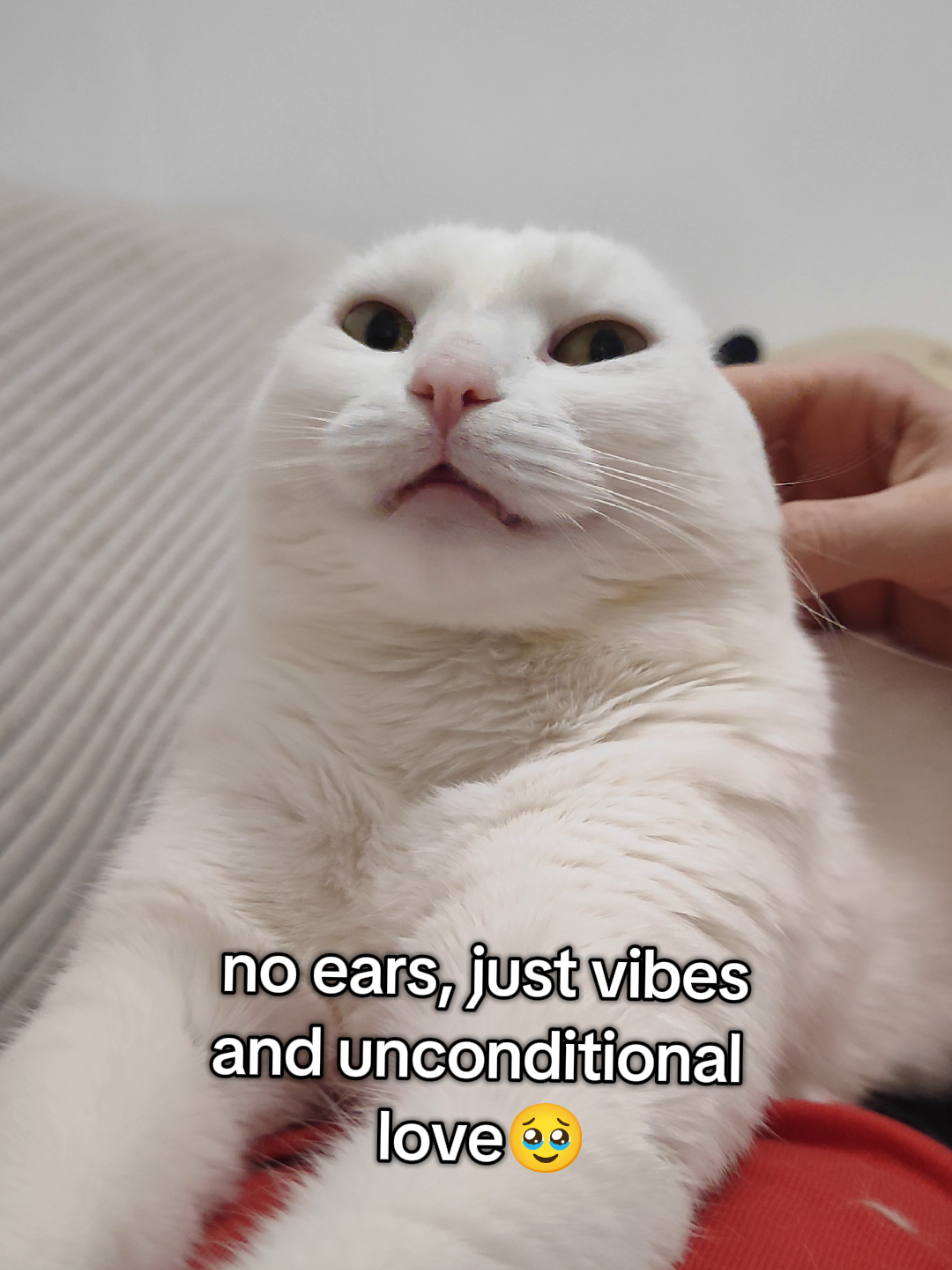 @Fluffy and Pixie