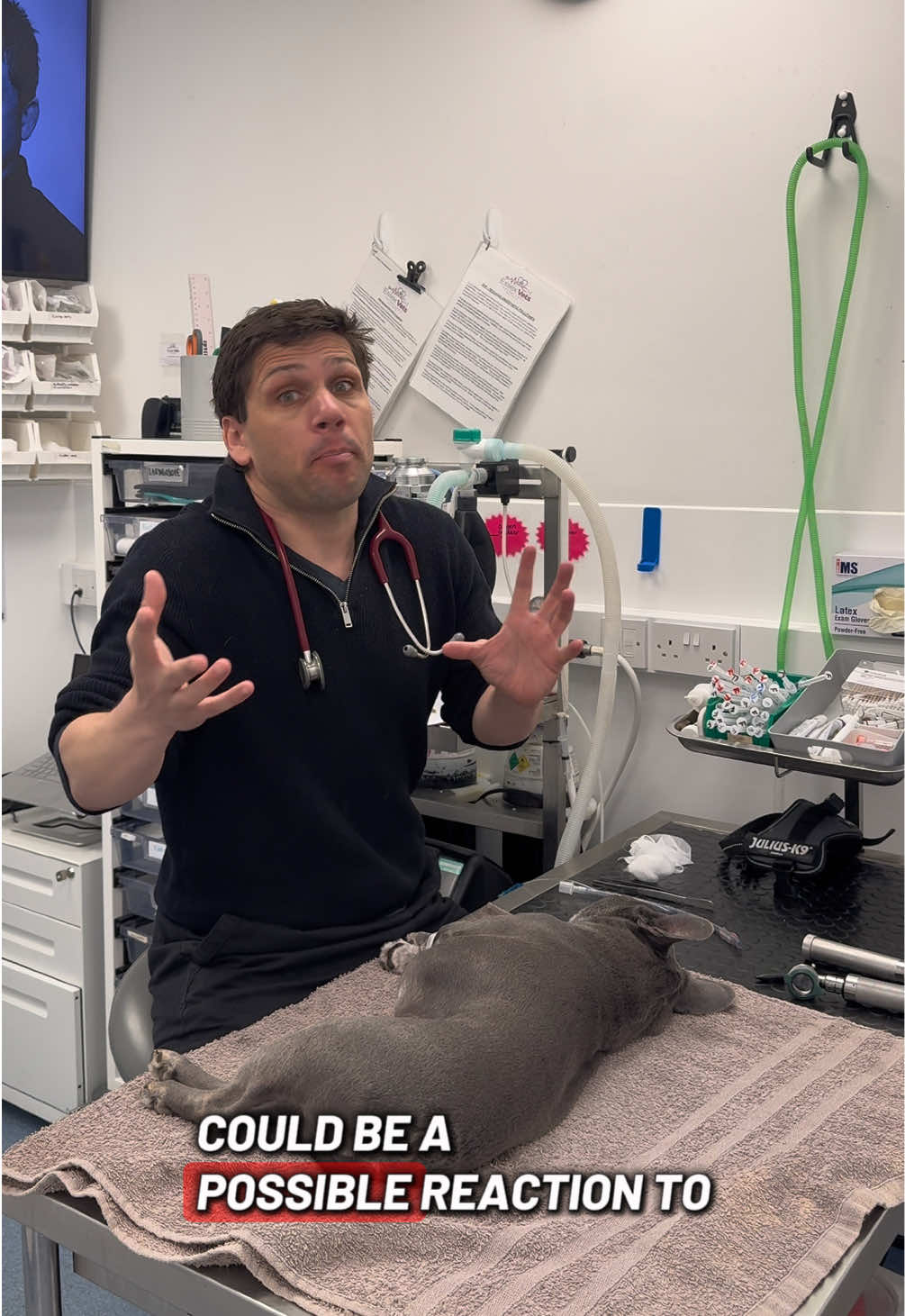 @Tomasthevet