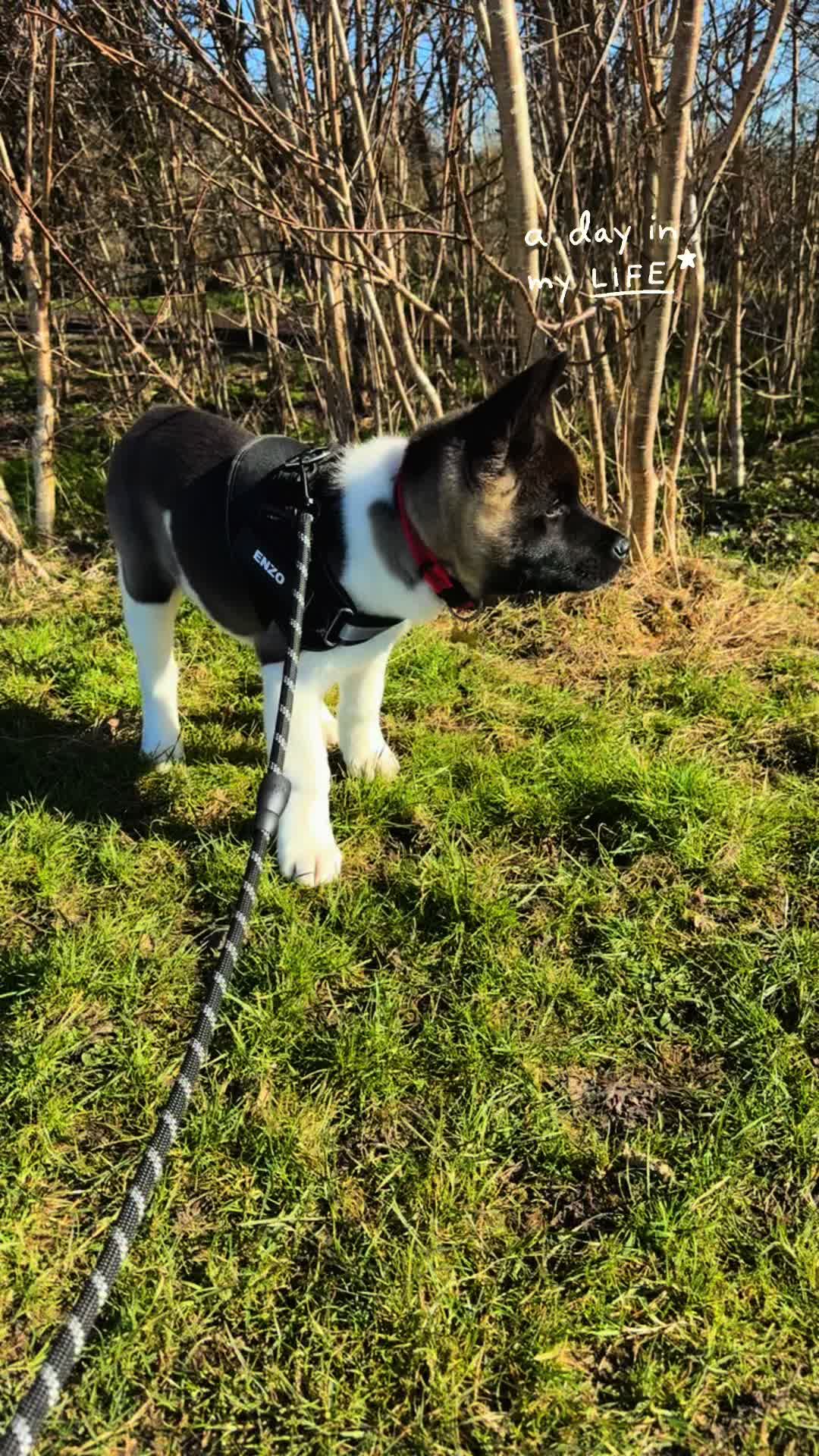 @EnzoTheAkita
