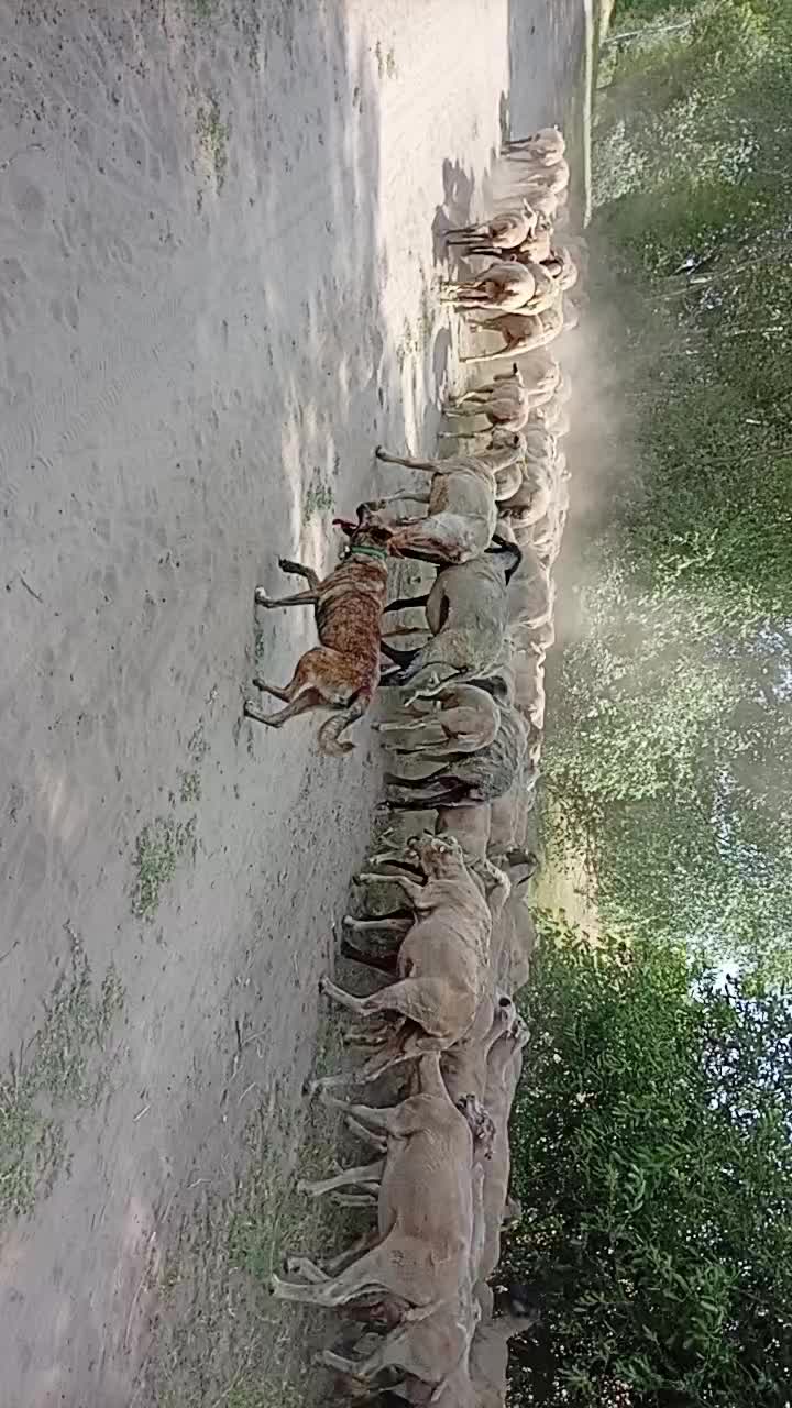 @Rózsa Mihály 🦂