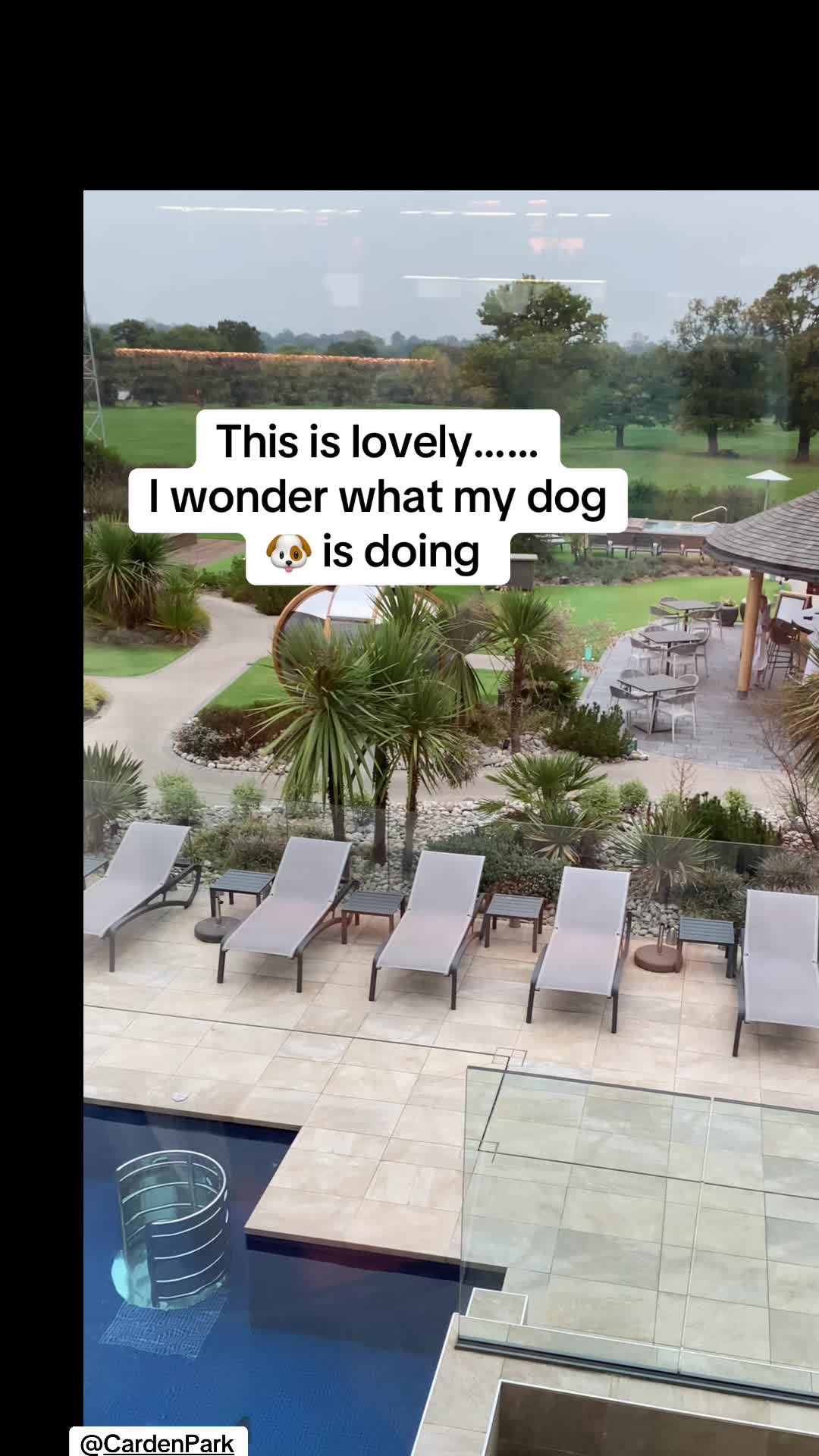 @Cheshire elite frenchies