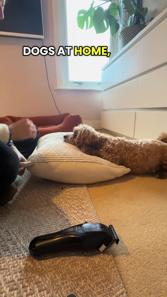 @MilneandMutt